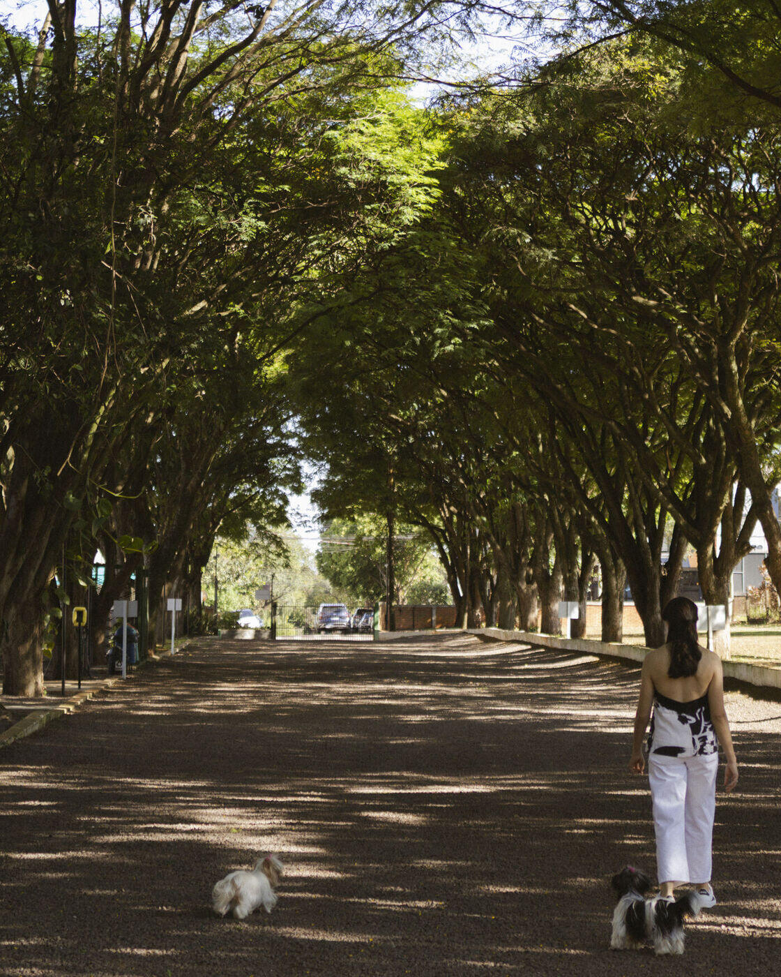 Rua arborizada com passeio de cachorros
