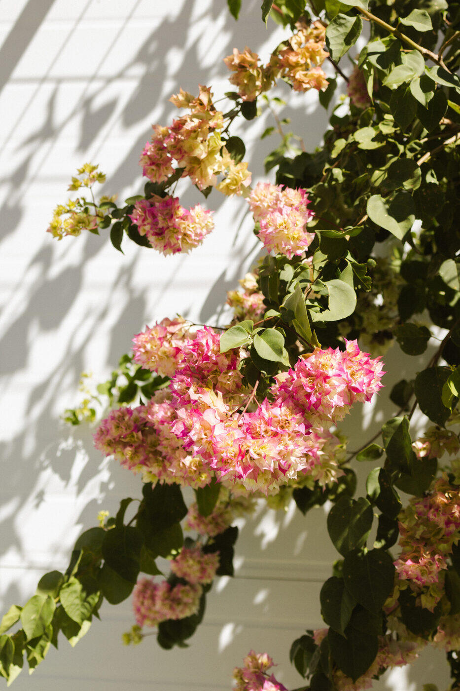 Flores rosas sobre parede branca com sombra