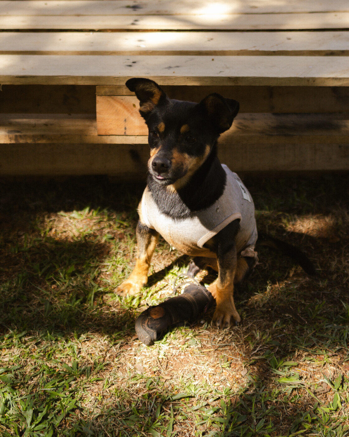 Cachorro de camiseta sentado sob banco de madeira